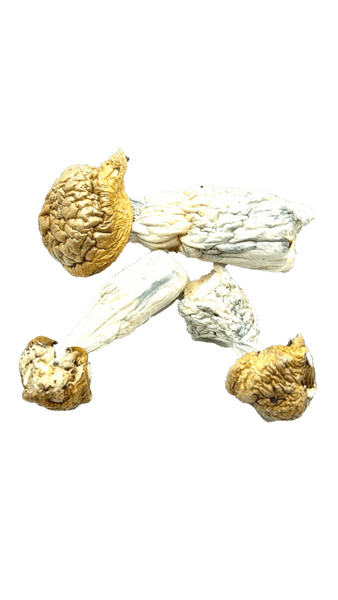 AVERYS ALBINO