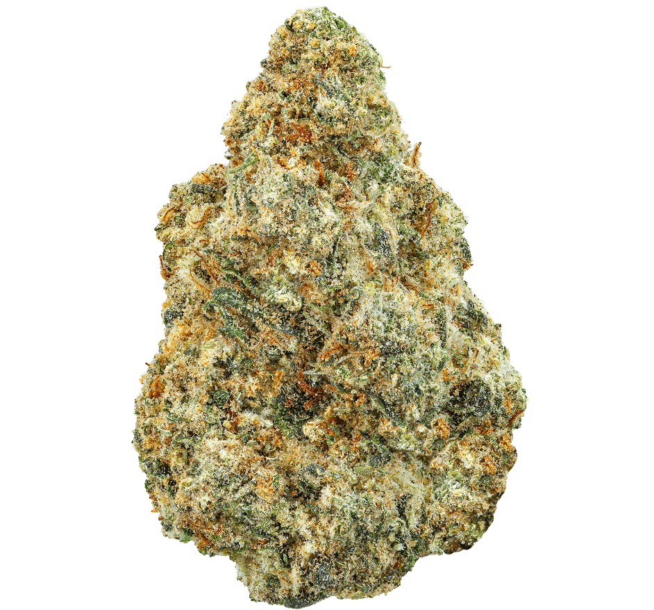SHOCKWAVE (sativa)