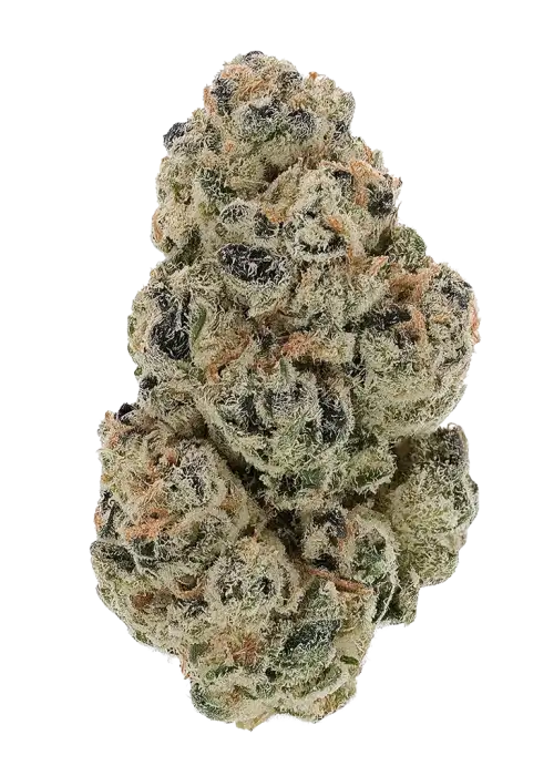 CRANBERRY SAUCE (indica)