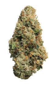 King Louie (Indica)