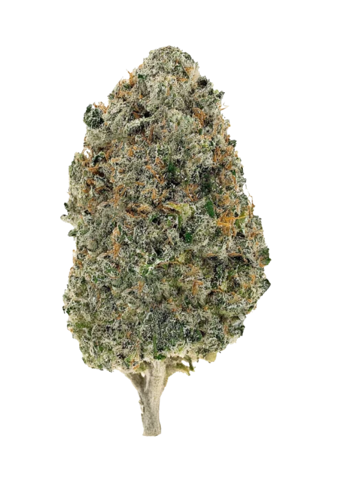 XJ13 (Sativa)