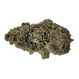 Russian Cream (Hybrid)