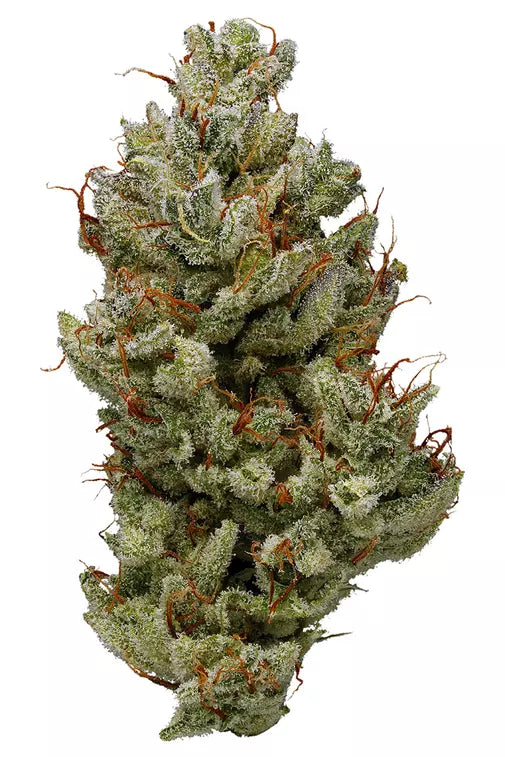 BLUE POWER (indica)