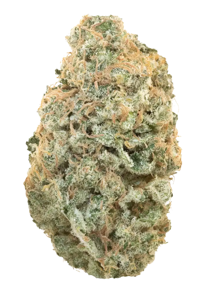 GARLIC SHERBERT (indica)