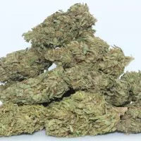 GG#2 (Hybrid)