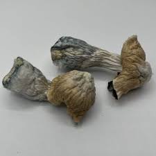 KILLA GORILLA
