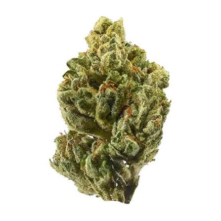 KING MAMBA (Hybrid)