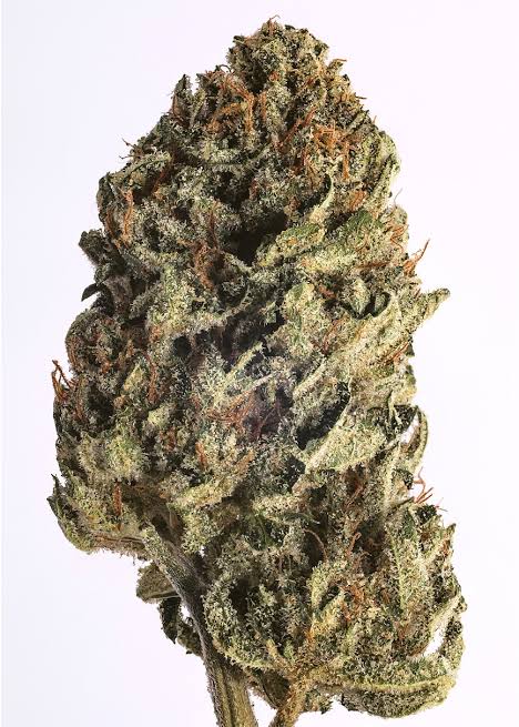MANGO RNTZ (hybrid)