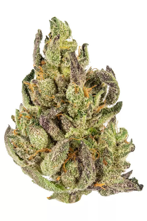 Sangria (Sativa)