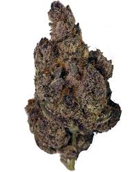 Lavender (Sativa)