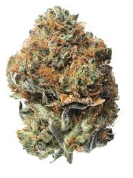 Rocket Pop (Hybrid)