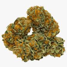 Russian Creme (Sativa)