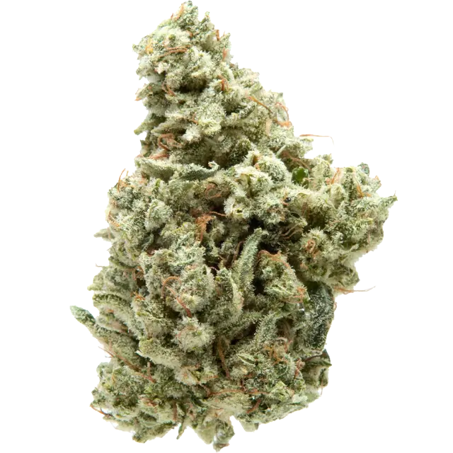 Sour Cookies  (sativa)