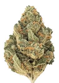 Watermelon Zkittlez (Hybrid)